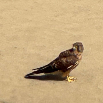 kestrel