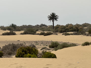 dunes