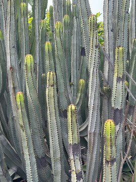cacti