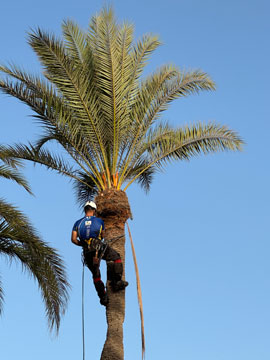 man up a tree