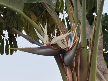 wild bananas