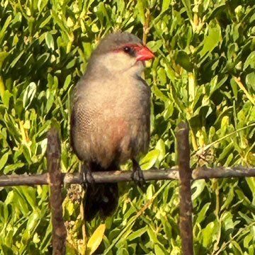 waxwing