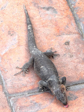 lizard