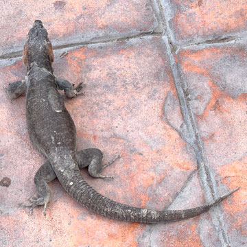 lizard