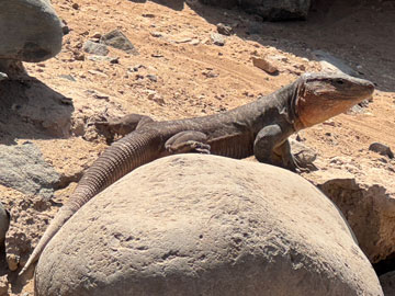 lizard