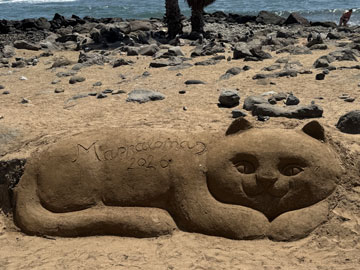 cat sand