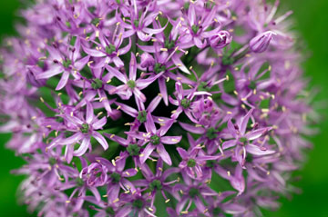 allium