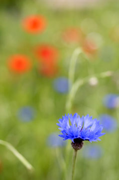 cornflower