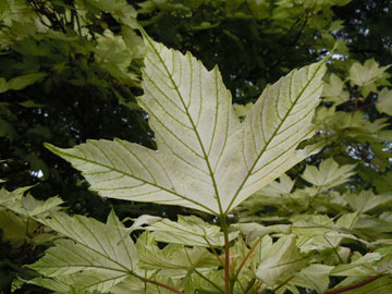 leaf