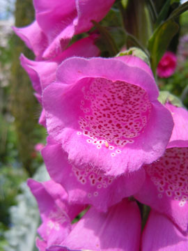 foxglove