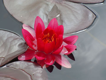 waterlily