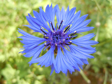 cornflower