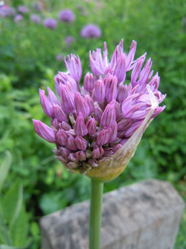allium