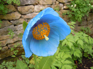 blue flower