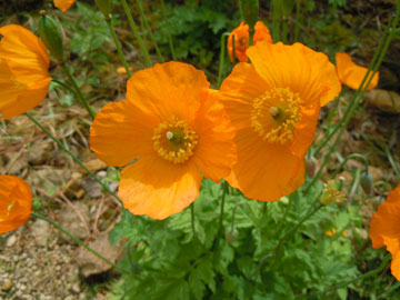 poppies