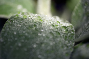 water on leaf