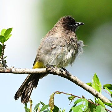 bulbul
