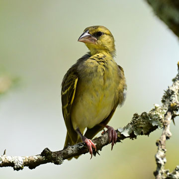 village weaver