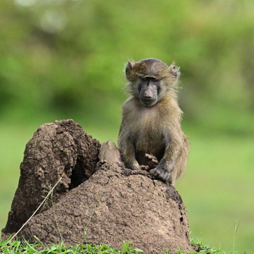baboon