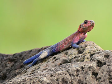 agama lizard