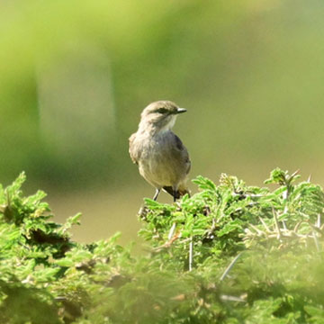 flycatcher