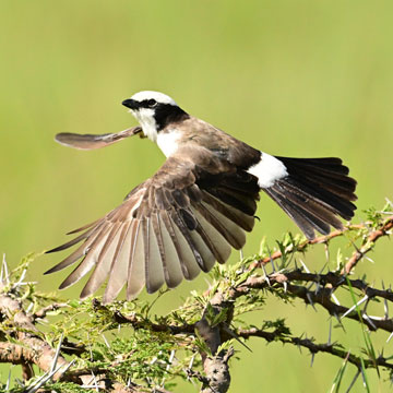 shrike