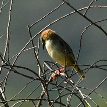 cisticola