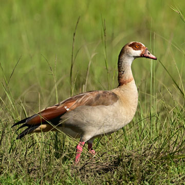 Egyptian Goose