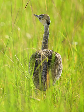 bustard