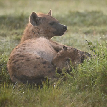 hyena