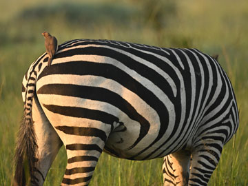 zebra