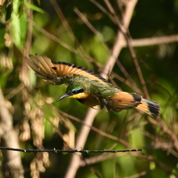 bee eater
