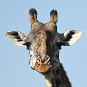giraffe