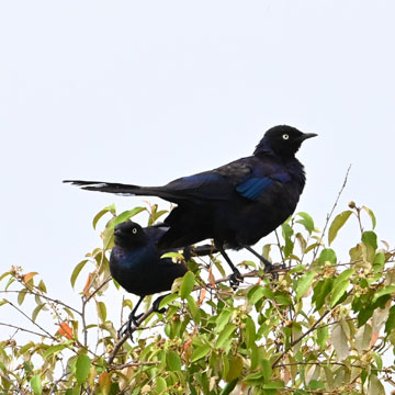 starling