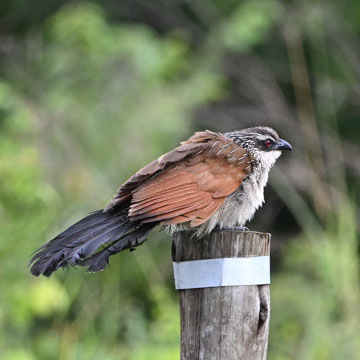 Coucal