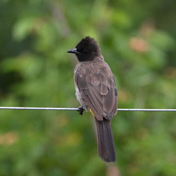 bulbul