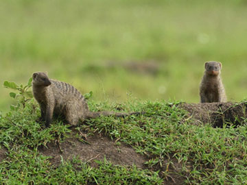 mongoose