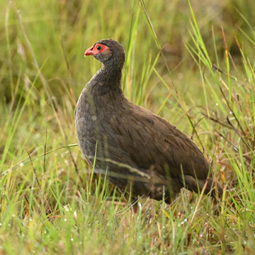 francolin