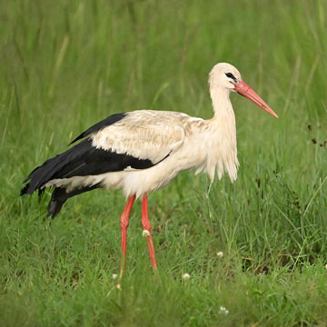 stork