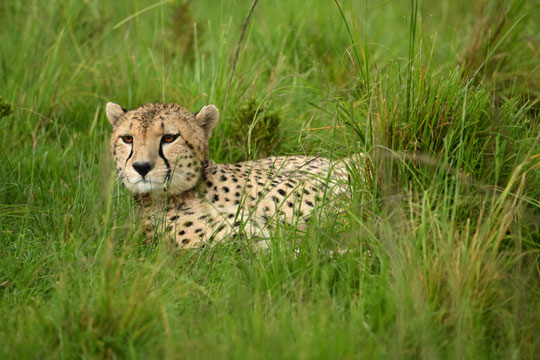 cheetah