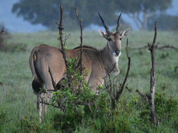 eland