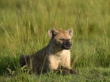 hyena