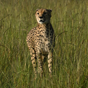 cheetah