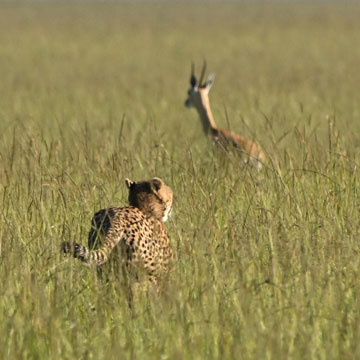 cheetah and gazelle