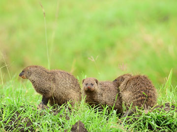 mongoose