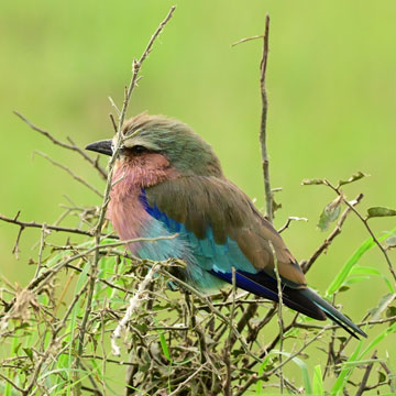 lilac breasted roller