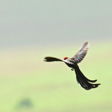 red-cowled widowbird
