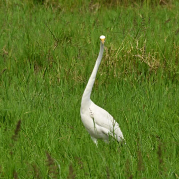 grear white egret