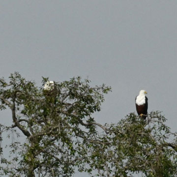 African fish eagle
