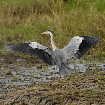grey heron